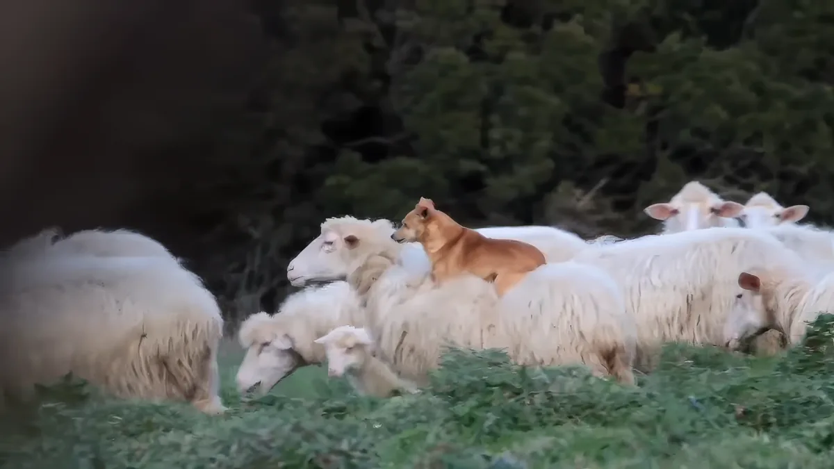 A brown dog herds white sheep in a grassy field with trees in the background.