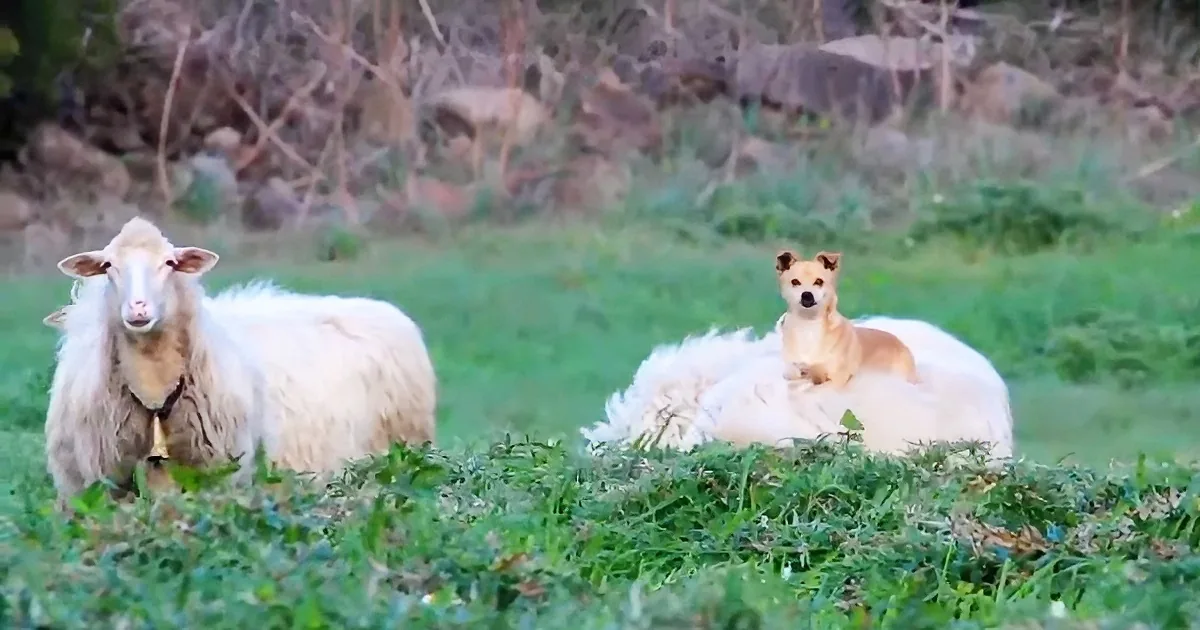 A dog sits atop a sheep in a grassy field, surrounded by other sheep and greenery.