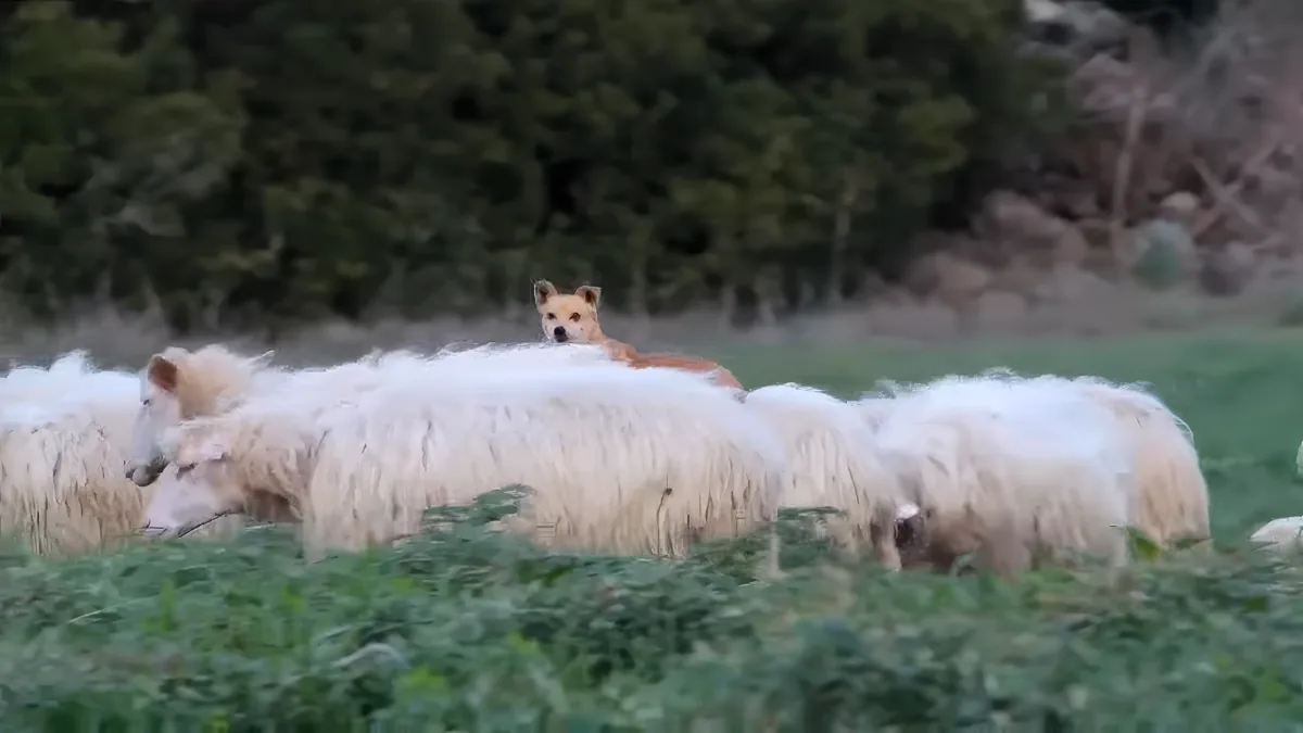 Funny Sheep Dog