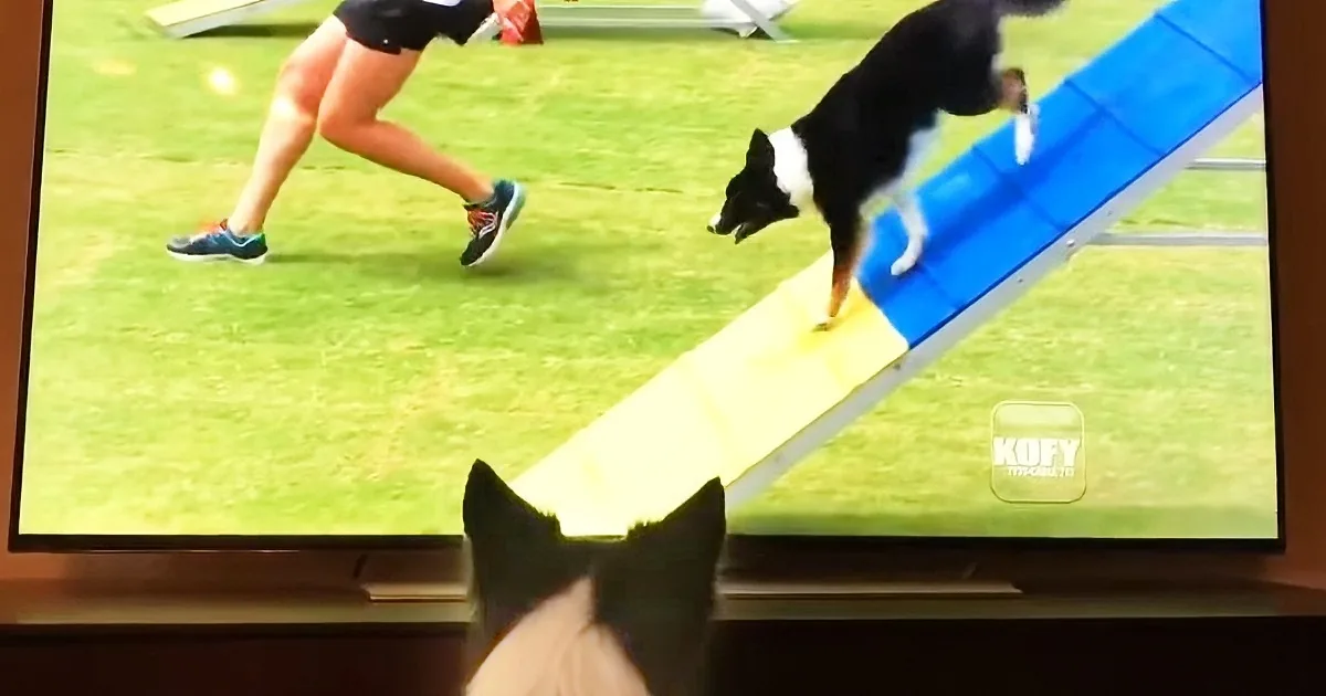 A dog climbs a blue and yellow ramp while a person runs alongside on a grassy field.