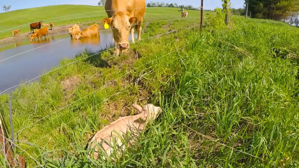 Cow and calf