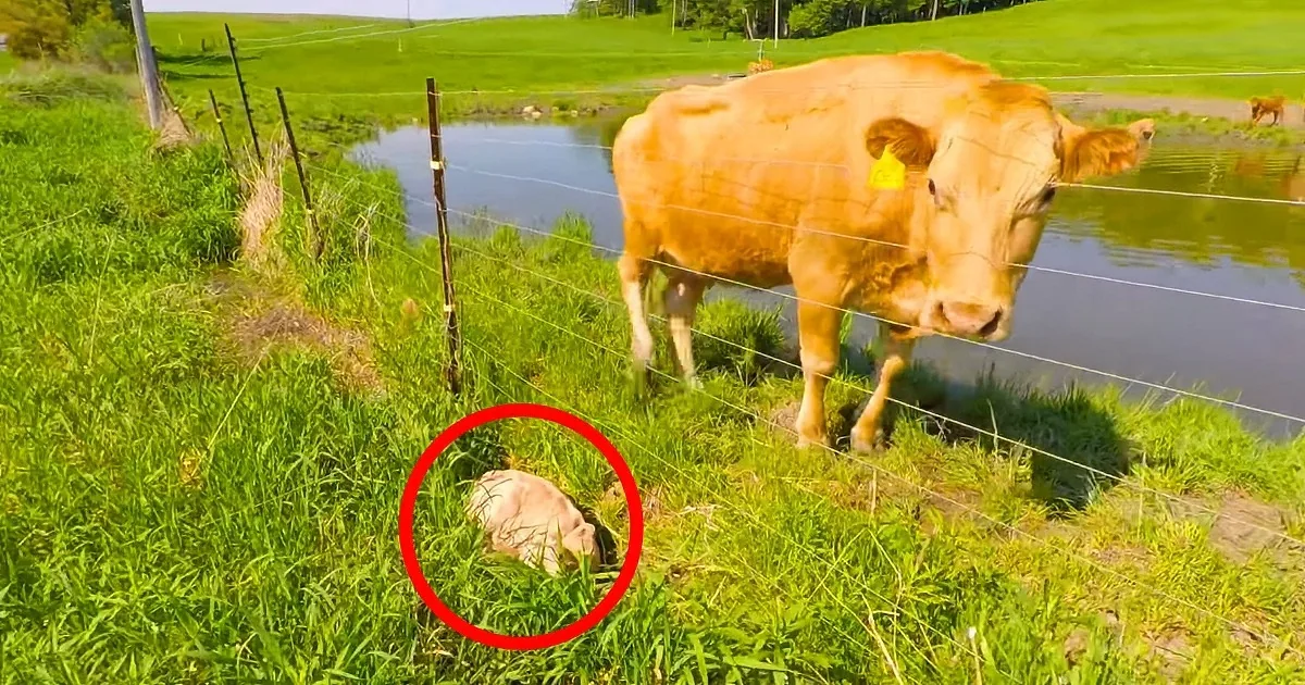 Mama Cow Asks Man to Save Her Newborn Baby Calf Stuck Under Electric Fence