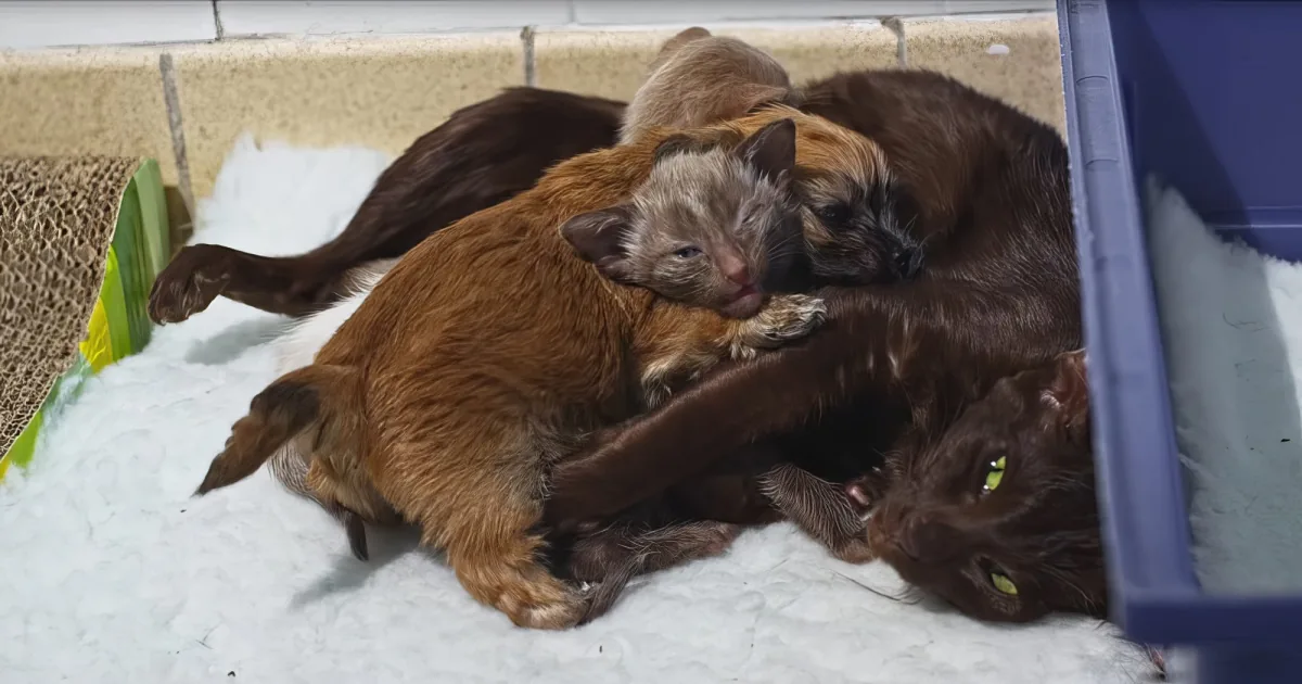 Two kittens cuddle together on a white surface, surrounded by other cats.