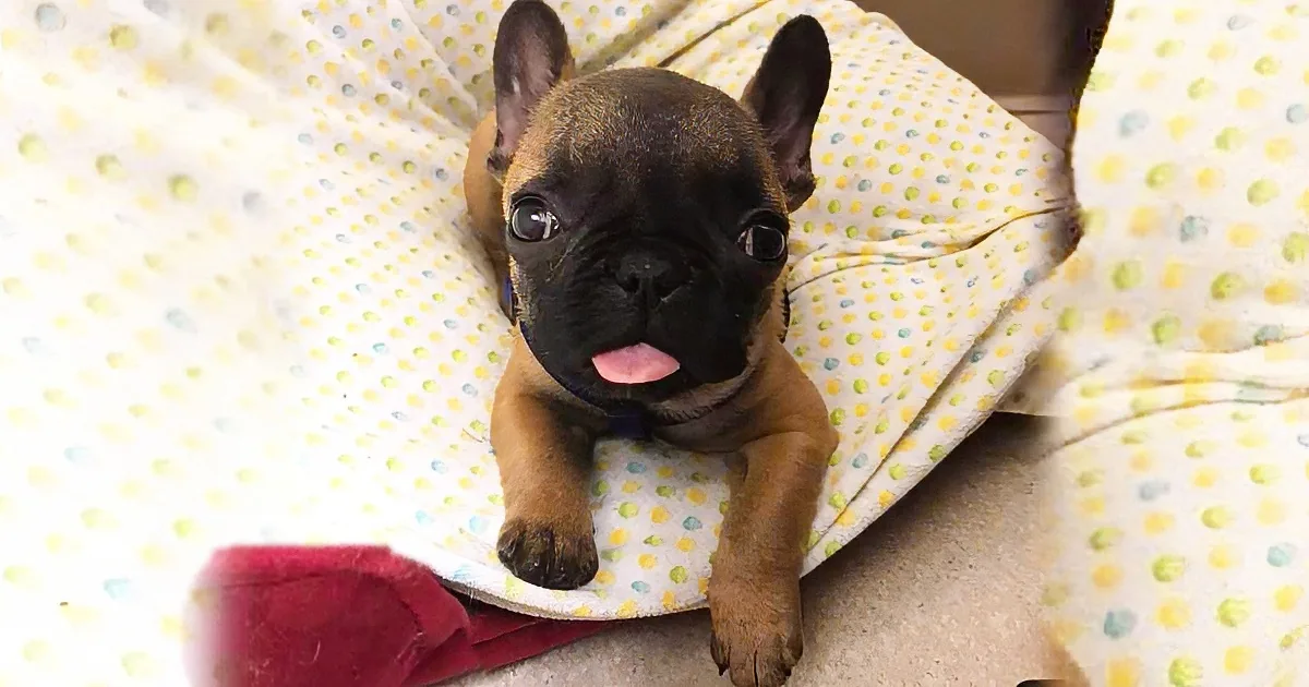 The Tiniest French Bulldog Puppy in the World Is Defying All Odds