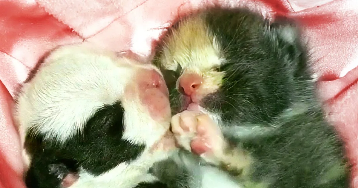 Nurse Puts Dying Puppy Next to a Kitten, This ''Hug'' Results in a Miracle