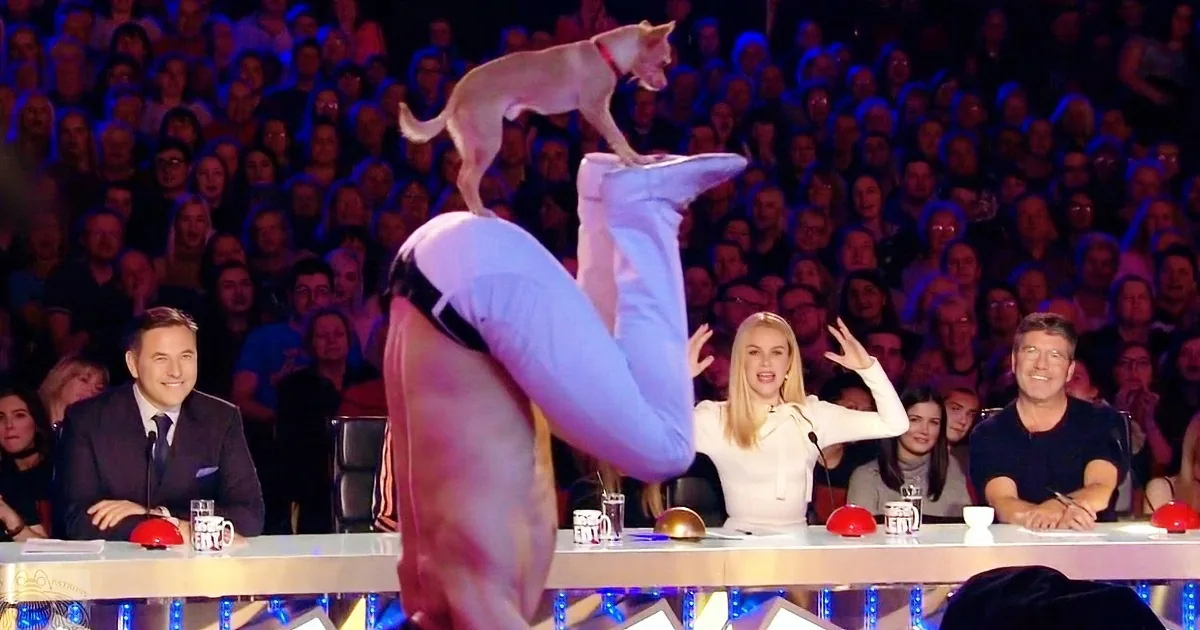 A dog balances on a person's leg while judges and an audience watch.