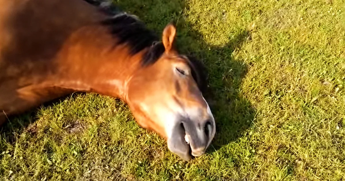 A brown horse lies peacefully on a grassy field with its head resting on the ground.