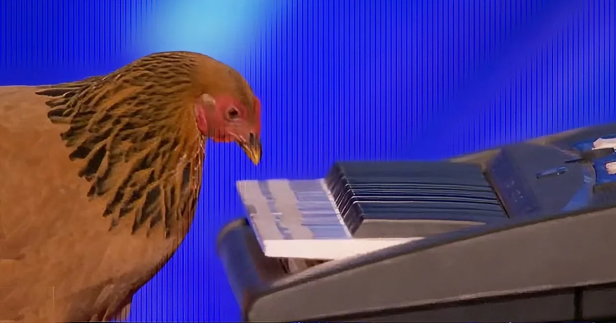 A chicken stands next to a keyboard, seemingly about to play it.