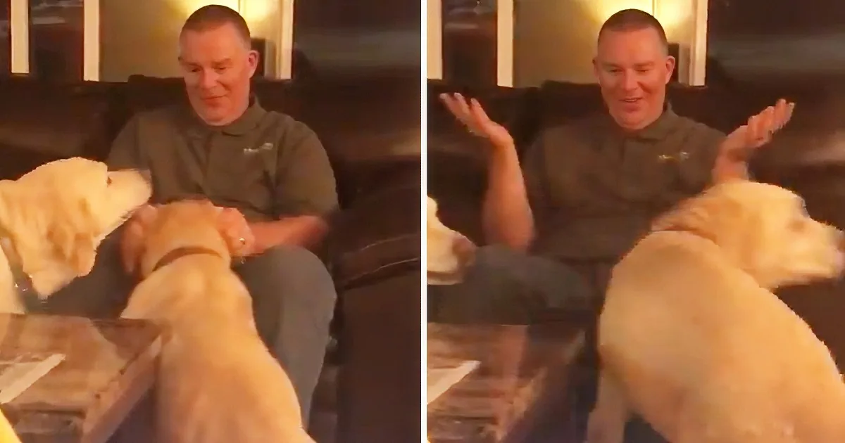 A man sits on a couch, interacting with two yellow Labrador Retrievers, one of which is licking his hand.