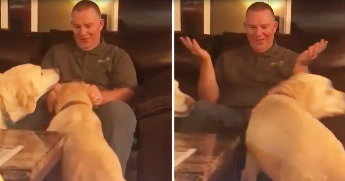 A man sits on a couch, interacting with two yellow Labrador dogs, one of which is being petted.