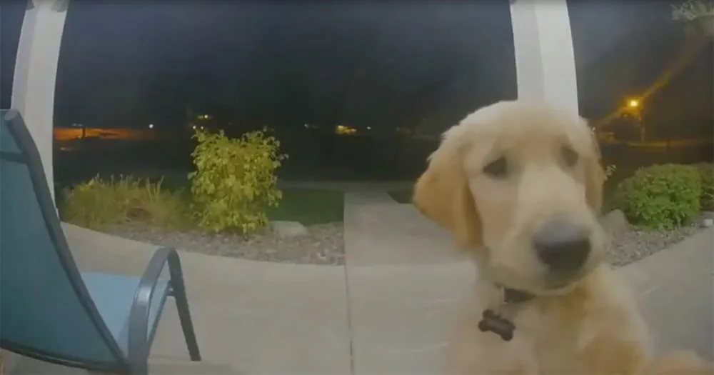 A curious golden retriever dog sits on a patio, looking directly at the camera with a night scene and lights in the...