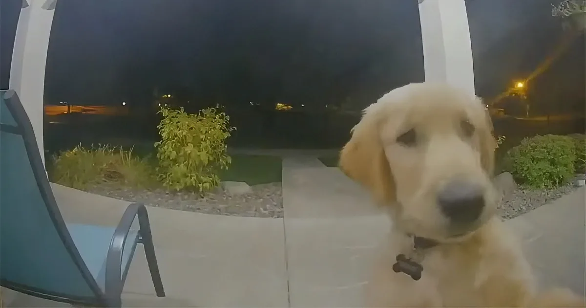 A golden retriever puppy with a bone collar looks at the camera on a patio at night.