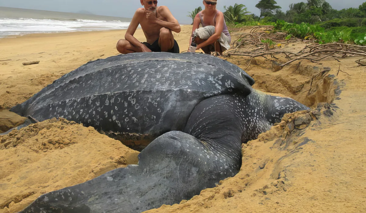 A large, dark-colored sea turtle lies on a sandy beach, with two people observing it in the background.