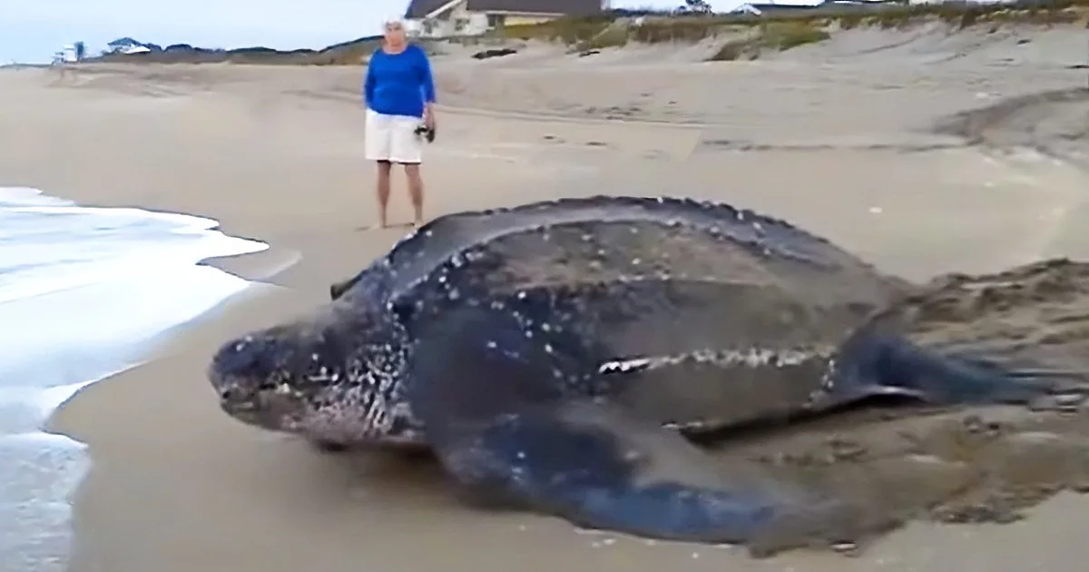 A large leatherback sea turtle lies on a sandy beach near the water, with a person standing nearby.