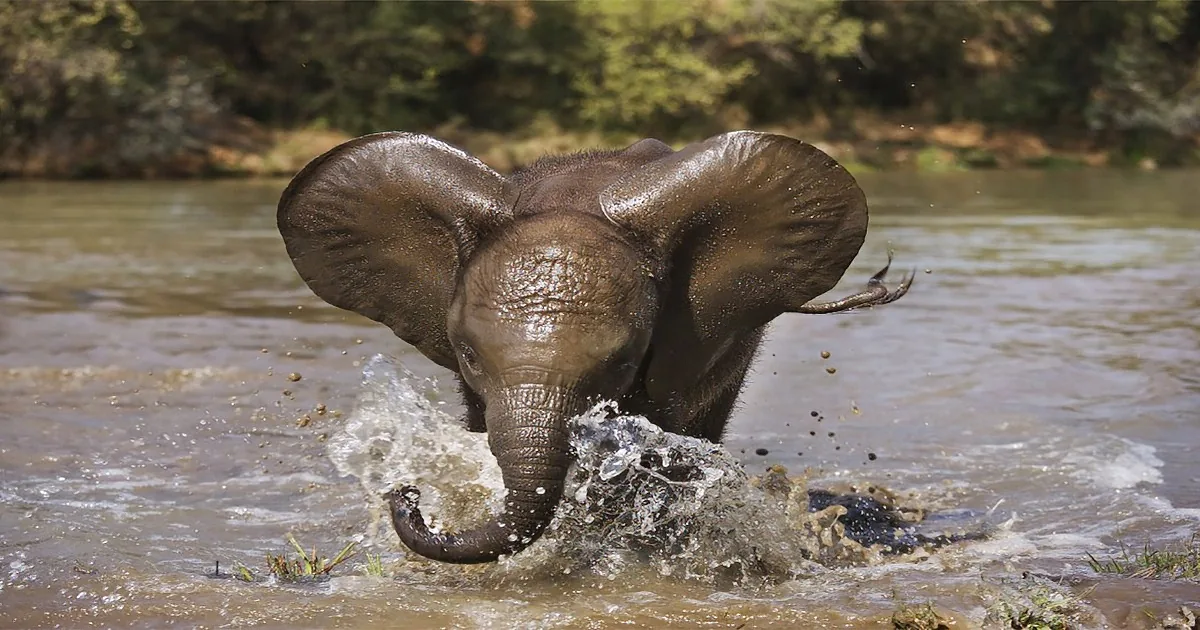 Brave Baby Elephant Attempts River Rescue to ''Save'' Her Human Friend