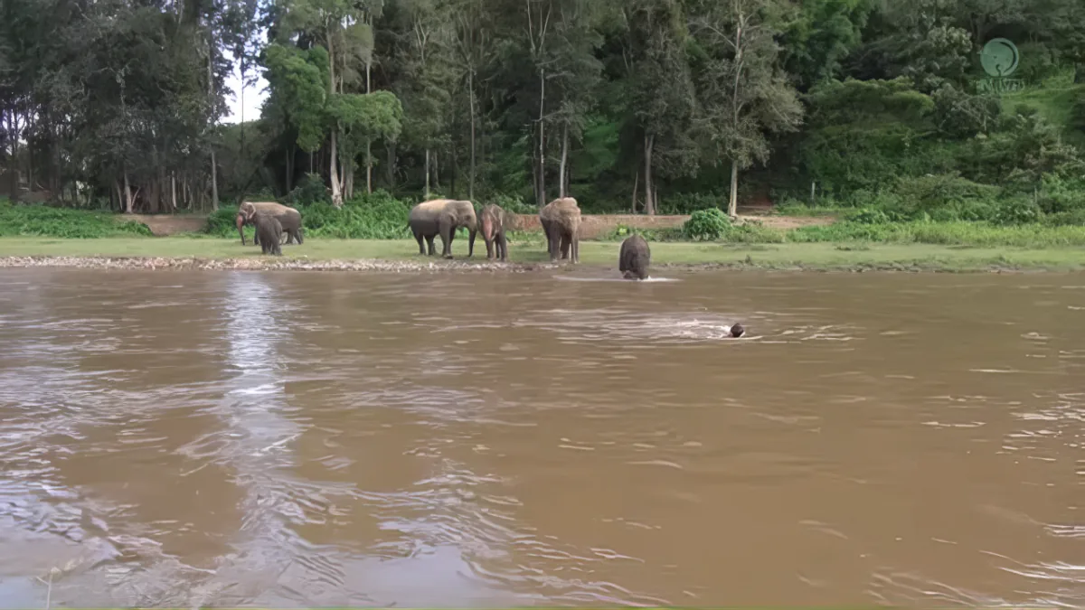 Elephant Rescues Man
