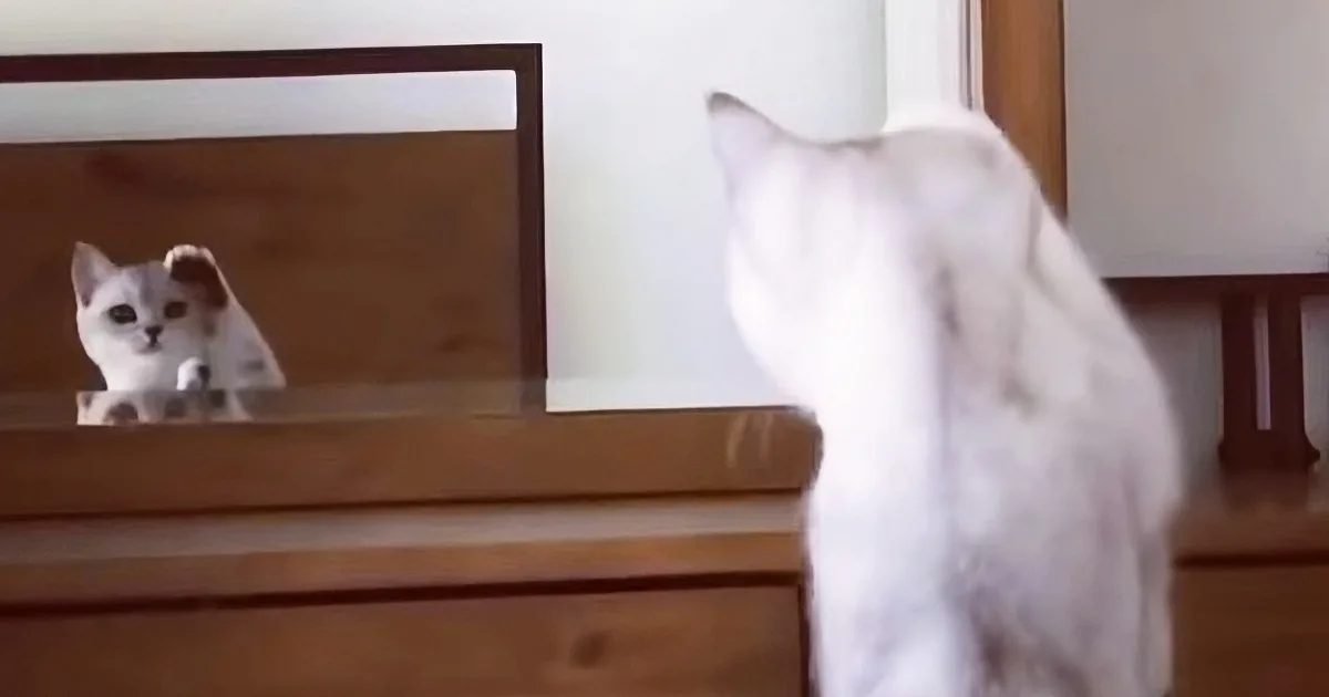 Smart Cat Figures out How Mirror Works, Uses One to Practice His Jazz Hands