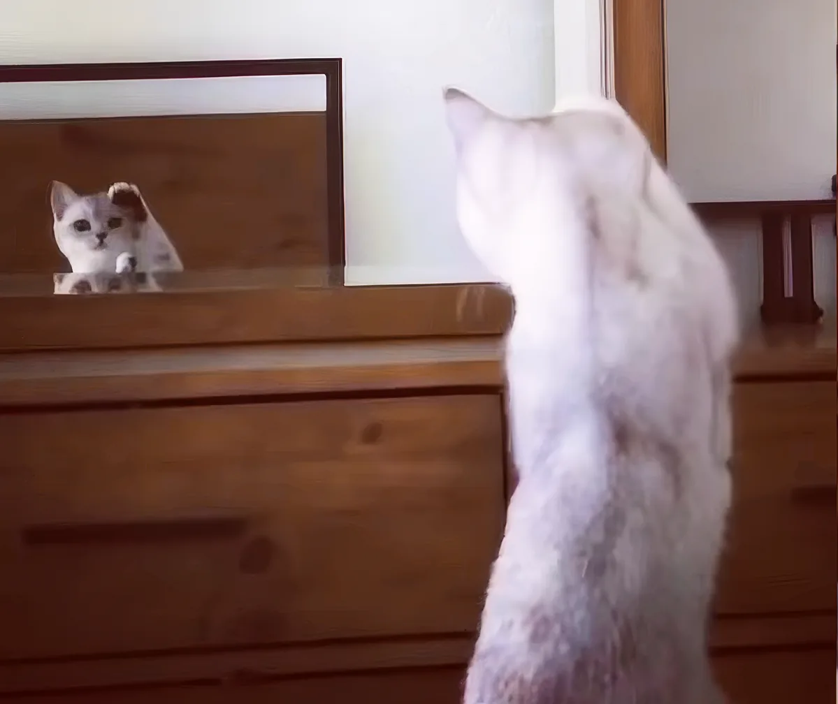 A white cat stands in front of a mirror, looking at its reflection.