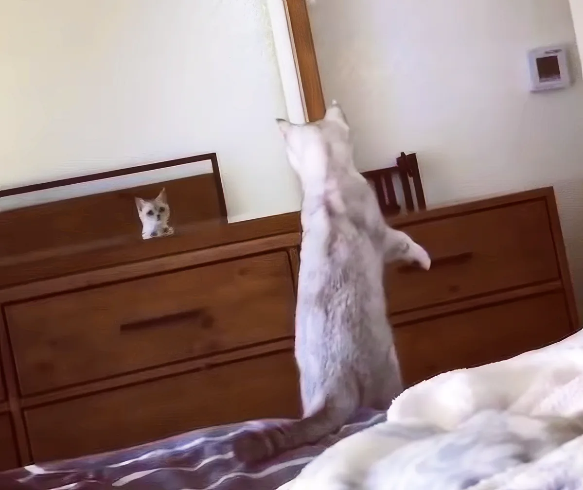 A white cat stands on hind legs, reaching up towards a mirror on a wooden dresser.