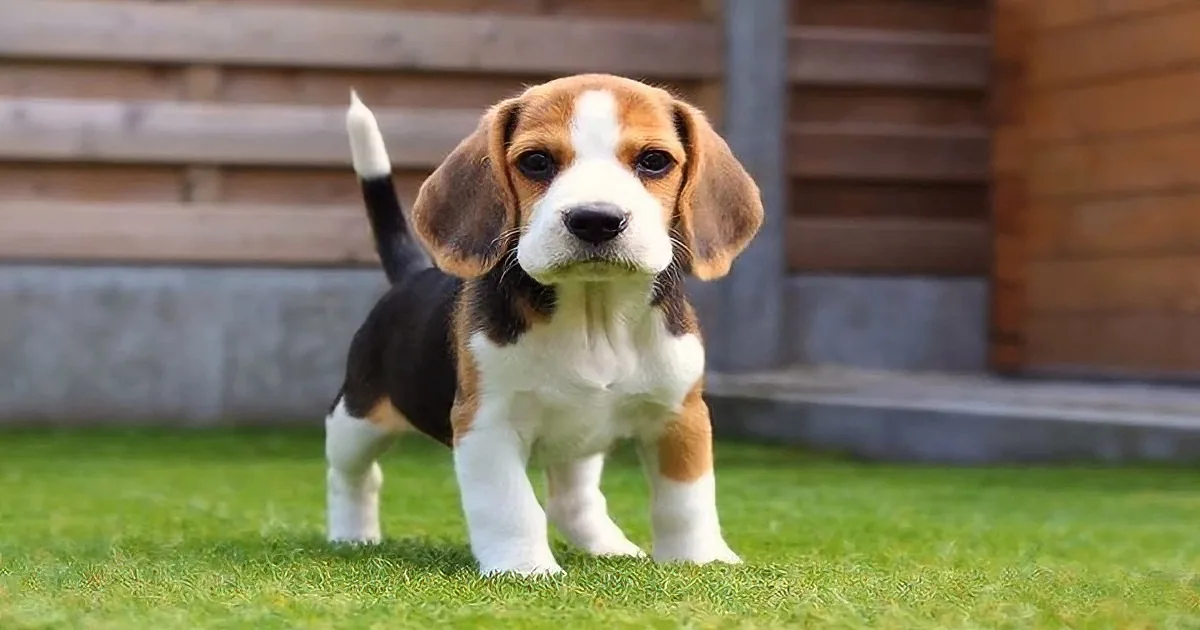 Big Brother Beagle Meets Little Puppy Sister for the First Time