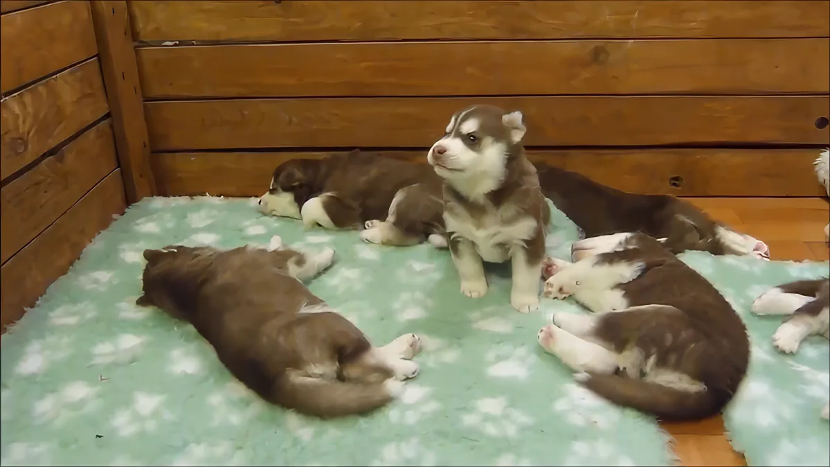A curious husky puppy sits surrounded by sleeping puppies on a green floral mat.