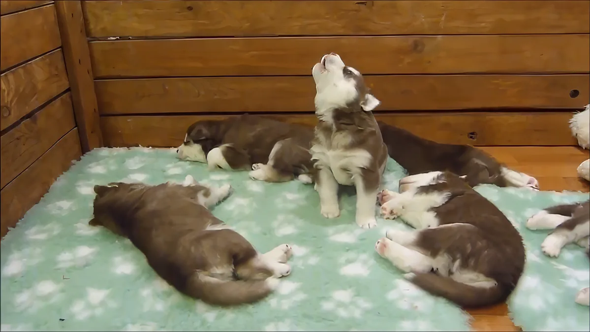 A playful husky puppy sits upright, looking up, surrounded by other puppies resting on a green blanket.