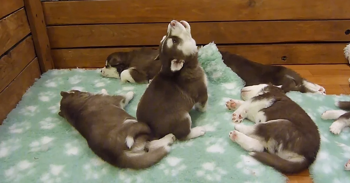 Several adorable brown and white puppies are lounging on a green blanket, with one looking up curiously.