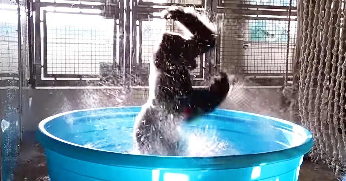 A black and white animal splashes in a blue plastic tub, creating a splash of water.