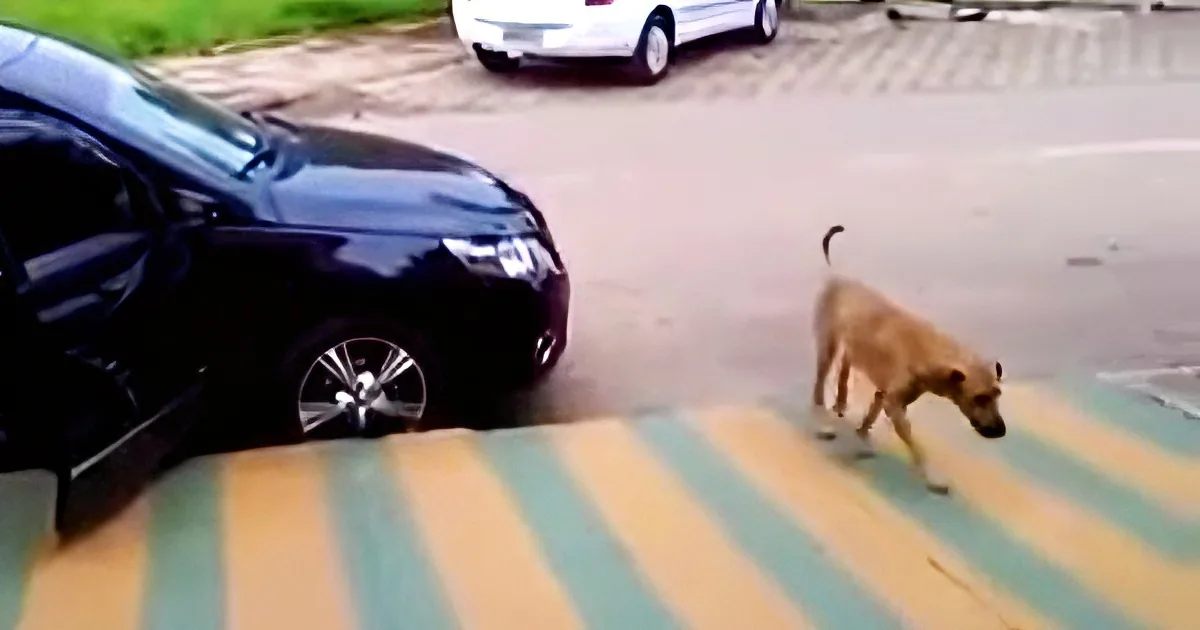 A dog walks on a striped sidewalk near a parked black car, with a white car in the background.