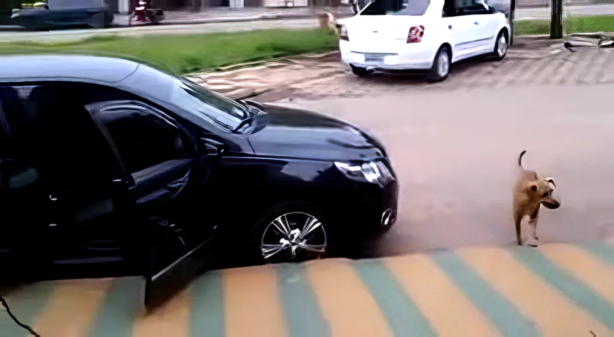 A small dog runs across a street near parked cars and a striped awning.