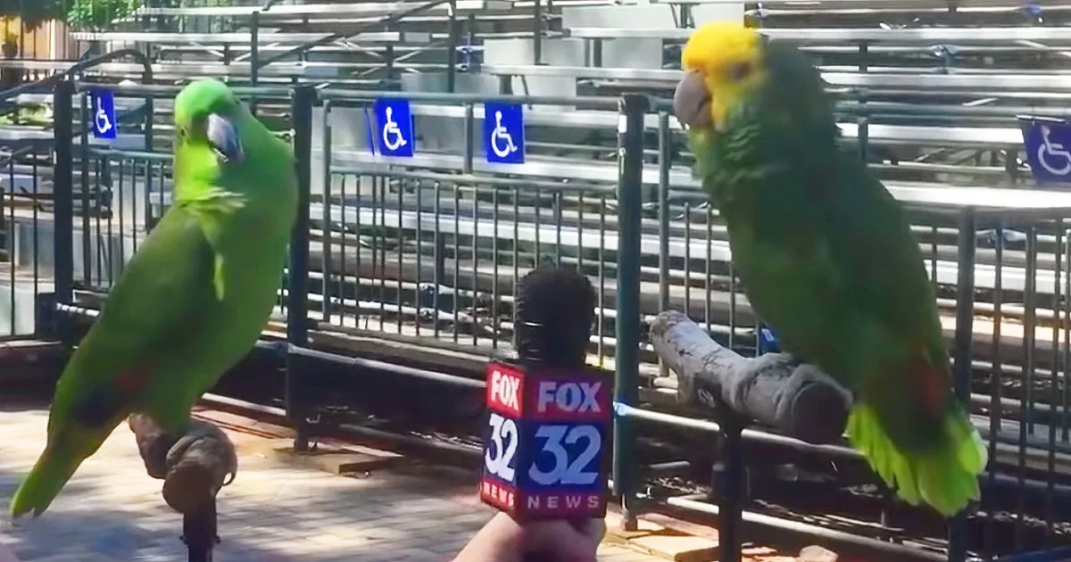 Parrots Leave Fox News Reporter Flabbergasted With Their Viral Response
