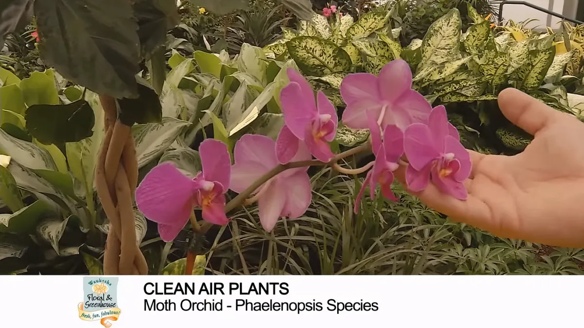 A hand gently touches vibrant pink moth orchids (Phaelenopsis) amidst lush green foliage.