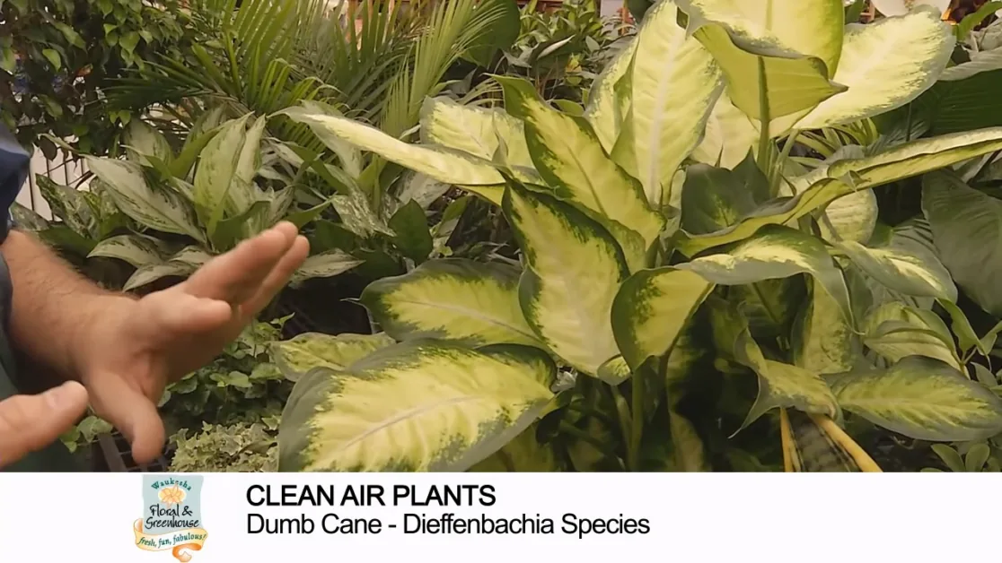 A hand gestures towards a Dieffenbachia plant with variegated green and white leaves in a greenhouse.