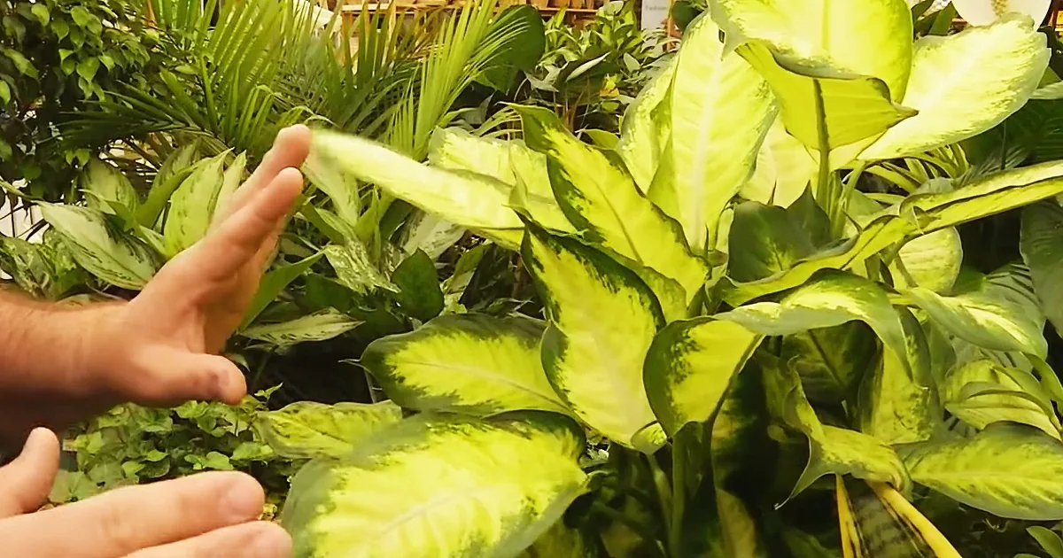 If You Suffer From Allergies, Put This Plant in Your Home for Instant Relief