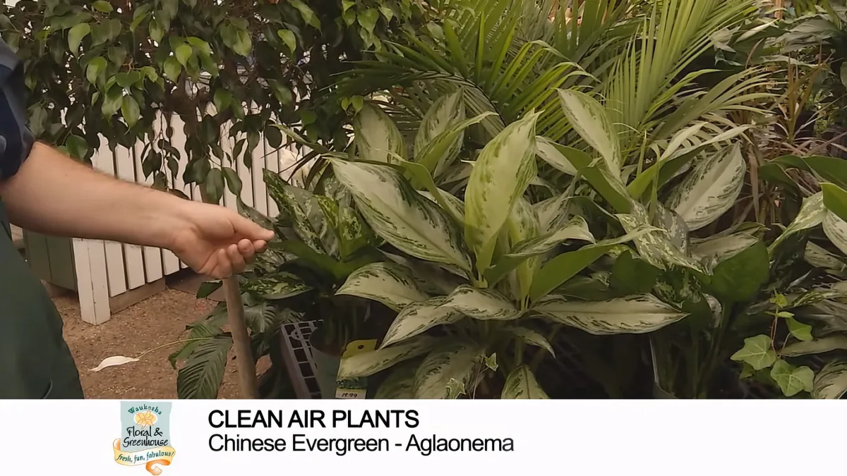 A hand points to a Chinese Evergreen plant with variegated leaves in a greenhouse setting.