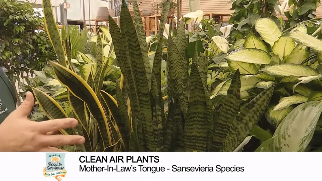 A hand points to a large, striped snake plant in a greenhouse setting.