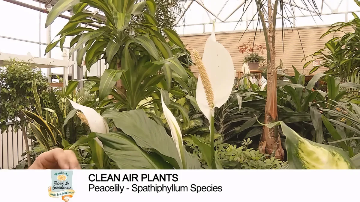 A lush greenhouse scene featuring a peace lily (Spathiphyllum) with large white bracts and green leaves.
