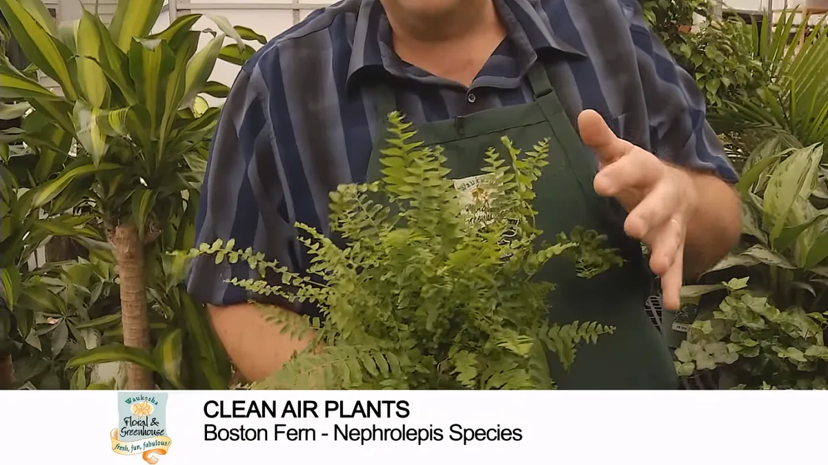 A man in an apron holds a Boston Fern, pointing at it, with text below mentioning "Clean Air Plants."