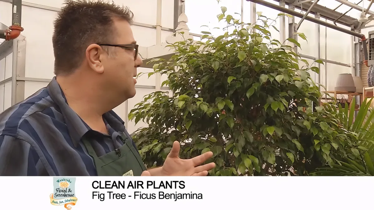 A man in a greenhouse points to a Ficus Benjamin tree, discussing its air-purifying qualities.