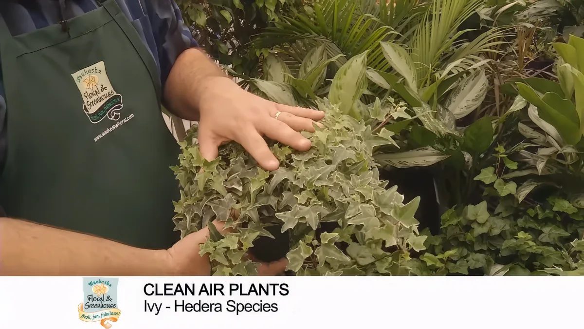 A person in a green apron holds a leafy plant, identified as Ivy - Hedera Species, with text indicating it's a clean air...