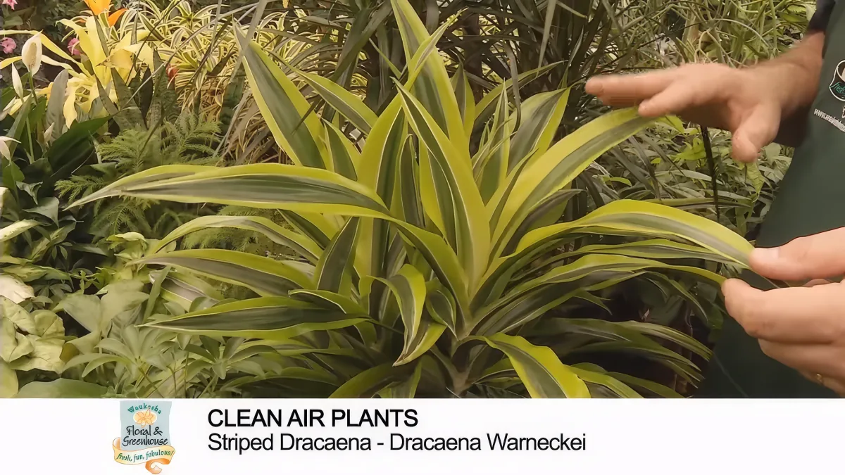 A person points at a striped Dracaena plant with green and white leaves, labeled as a clean air plant.