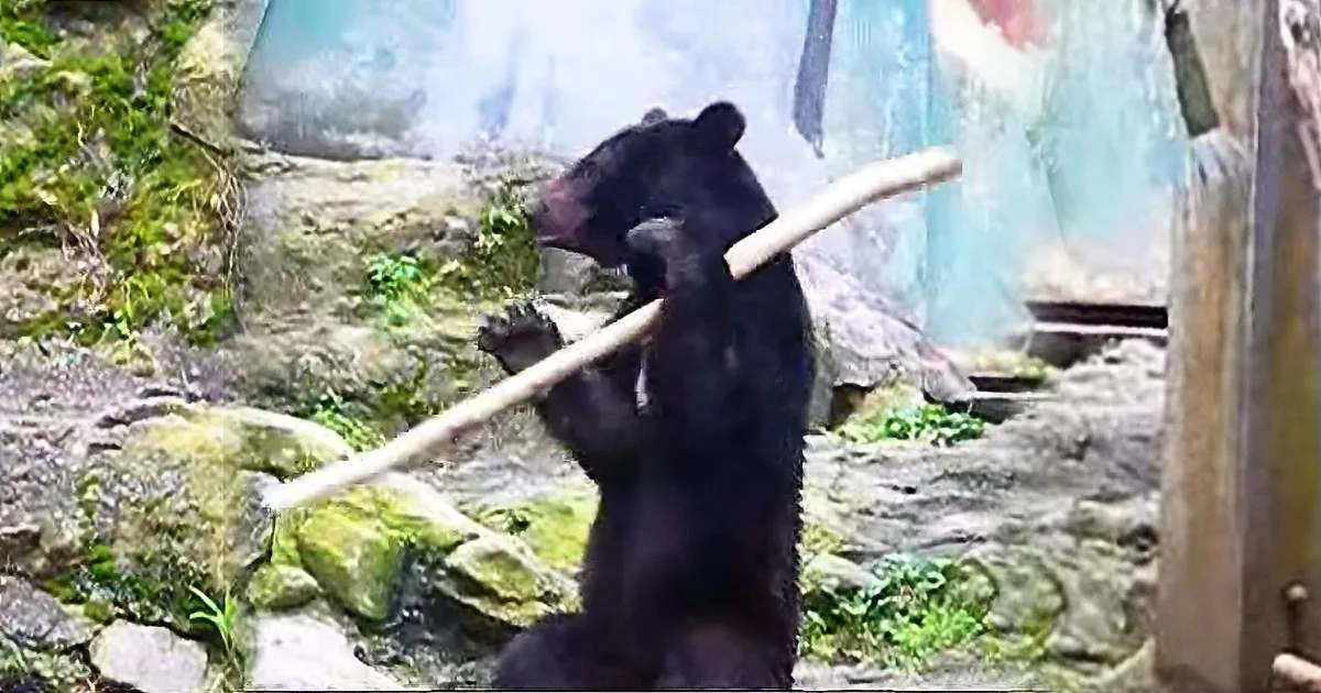 A black bear stands upright, holding a long stick in its mouth, in a rocky enclosure with greenery.