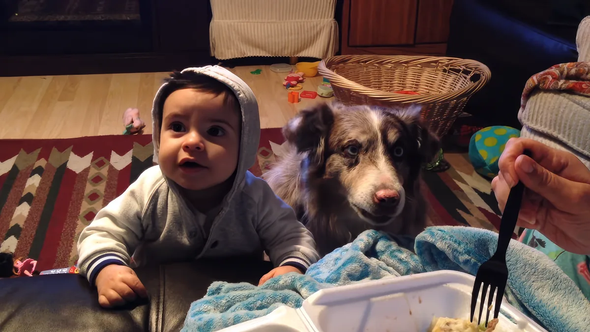 A baby in a hoodie sits next to a dog, both looking at a person holding a fork over a plate.