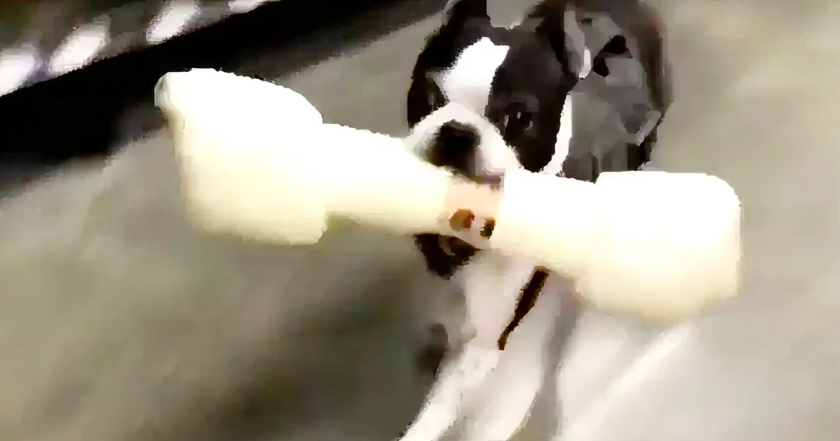 A black-and-white dog holds a large white bone in its mouth, standing on a light-colored surface.