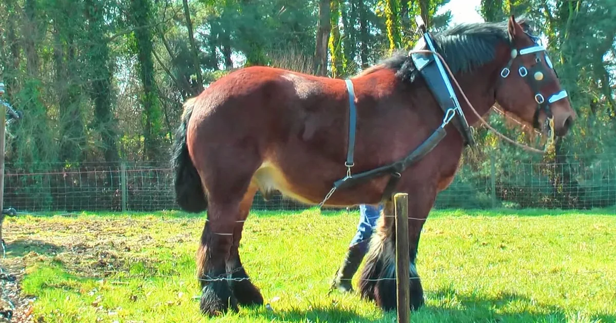 Gentle Giant Draft Horse Shows off His Majestic Power and Beauty