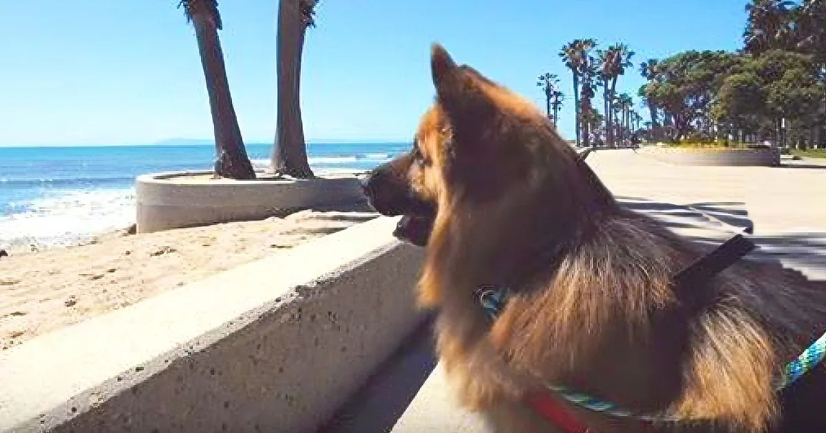 German Shepherd Freed From Life of Chains, His Joy From Seeing the Ocean for 1st Time Going Viral