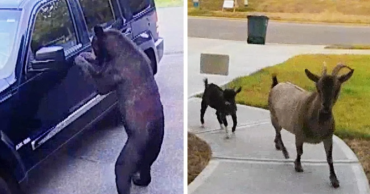 Doorbell Security Camera Catches Crazy Animal Antics on the Front Porch