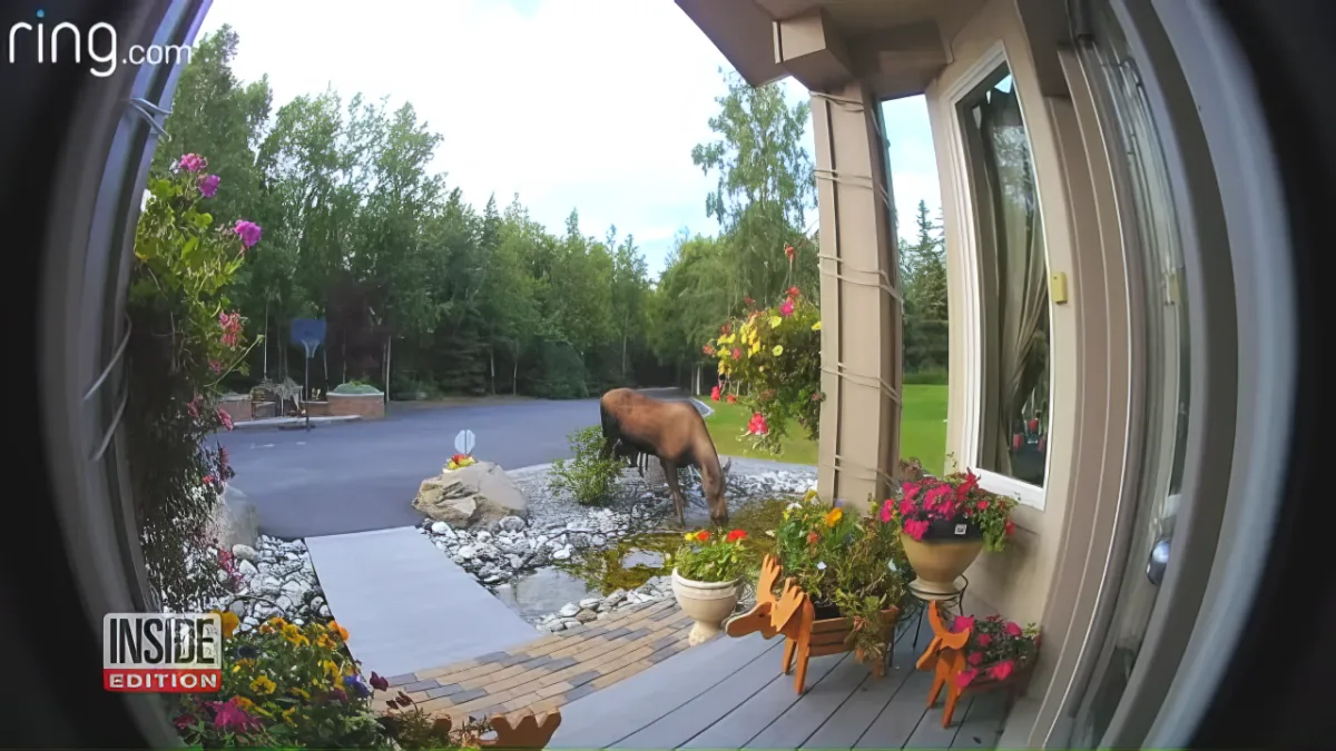 A moose is seen through a Ring doorbell camera, standing near a house with a porch and flower pots.
