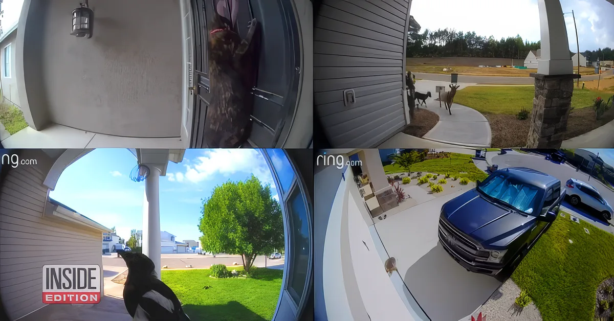 Ring Doorbell W.W.E.