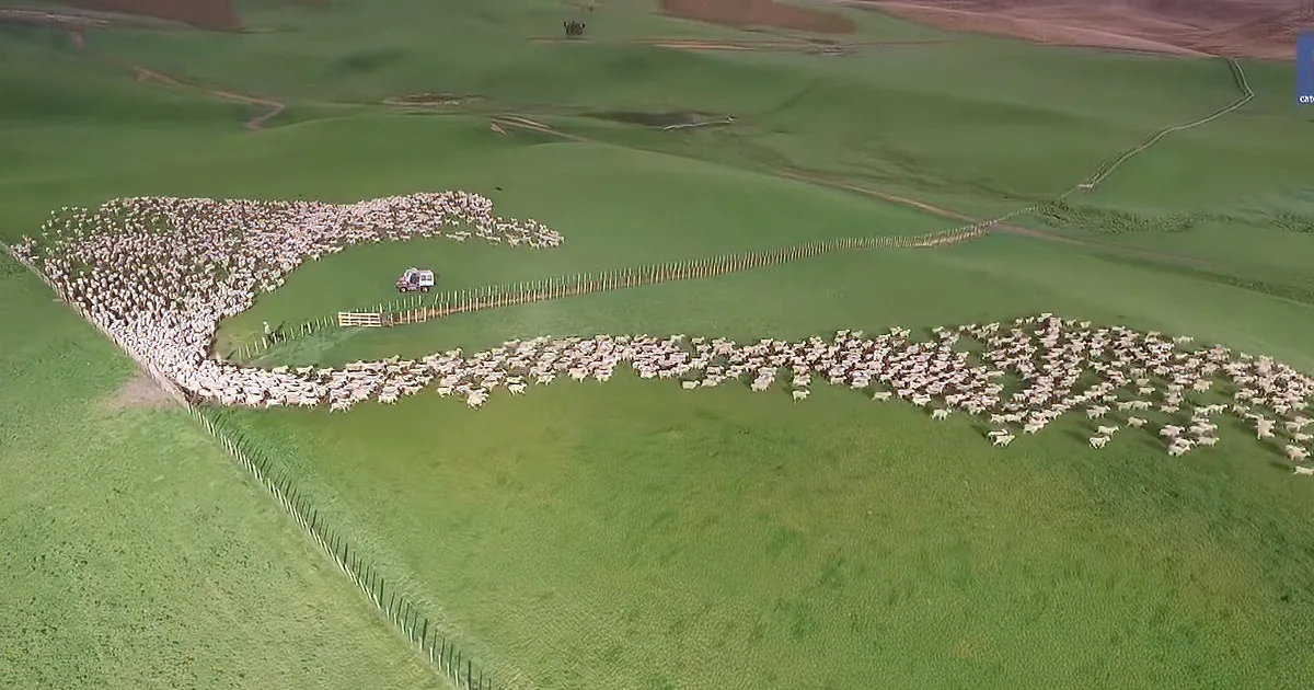 Drones Capture Incredible Footage of Mesmerizing Sheep Herd
